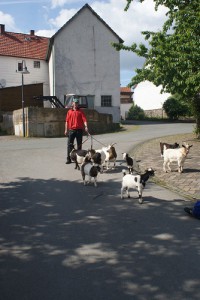 tierrische Begegnung auf Frankenaus Straßen